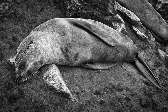 Bertazzoni, "Cape Cross", Namibia, Nikon, "Walvis Bay", beach, "black & white", boat, fish, fishing, fur, hunting, jumping, ocean, poaching, resting, rocks, sailing, sea, seal, seals, swimming, vacati