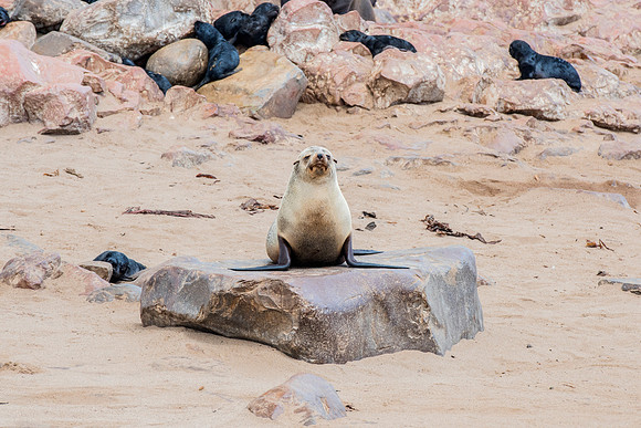 Bertazzoni, "Cape Cross", Namibia, Nikon, "Walvis Bay", "baby seal", beach, "black & white", boat, fish, fishing, fur, hunting, jumping, ocean, poaching, resting, rocks, sailing, sea, seal, seals, swi