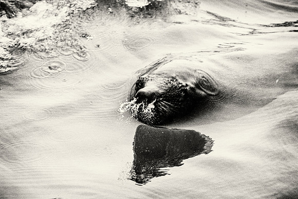 Seal