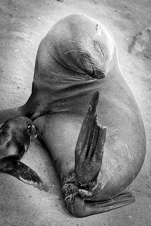 Bertazzoni, "Cape Cross", Namibia, Nikon, "Walvis Bay", "baby seal", beach, "black & white", boat, fish, fishing, fur, hunting, jumping, ocean, poaching, resting, rocks, sailing, sea, seal, seals, swi