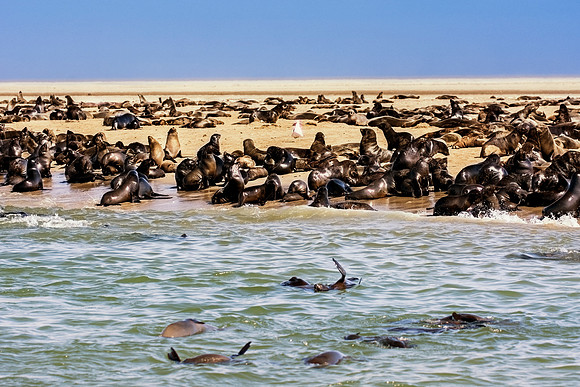 Bertazzoni, "Cape Cross", Namibia, Nikon, "Walvis Bay", "baby seal", beach, "black & white", boat, fish, fishing, fur, hunting, jumping, ocean, poaching, resting, rocks, sailing, sea, seal, seals, swi