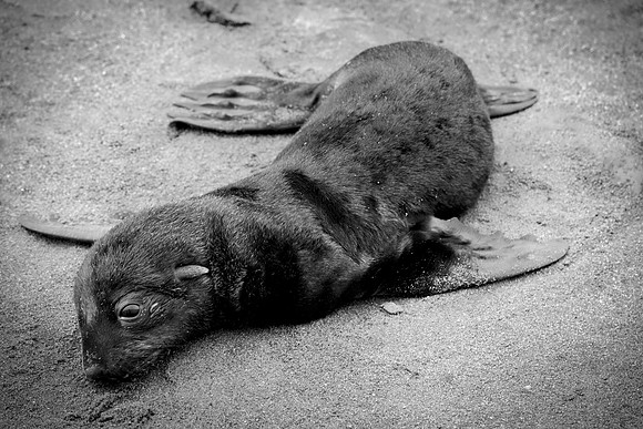 Bertazzoni, "Cape Cross", Namibia, Nikon, "Walvis Bay", "baby seal", beach, "black & white", boat, fish, fishing, fur, hunting, jumping, ocean, poaching, resting, rocks, sailing, sea, seal, seals, swi