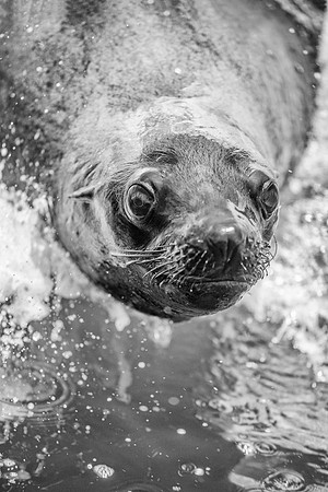 Bertazzoni, "Cape Cross", Namibia, Nikon, "Walvis Bay", "baby seal", beach, "black & white", boat, fish, fishing, fur, hunting, jumping, ocean, poaching, resting, rocks, sailing, sea, seal, seals, swi