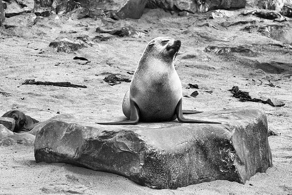 Bertazzoni, "Cape Cross", Namibia, Nikon, "Walvis Bay", "baby seal", beach, "black & white", boat, fish, fishing, fur, hunting, jumping, ocean, poaching, resting, rocks, sailing, sea, seal, seals, swi