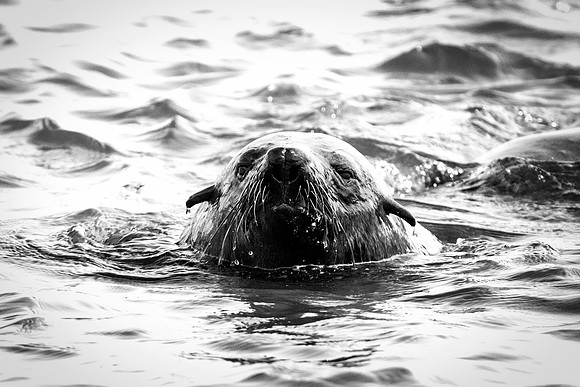 Bertazzoni, "Cape Cross", Namibia, Nikon, "Walvis Bay", "baby seal", beach, "black & white", boat, fish, fishing, fur, hunting, jumping, ocean, poaching, resting, rocks, sailing, sea, seal, seals, swi