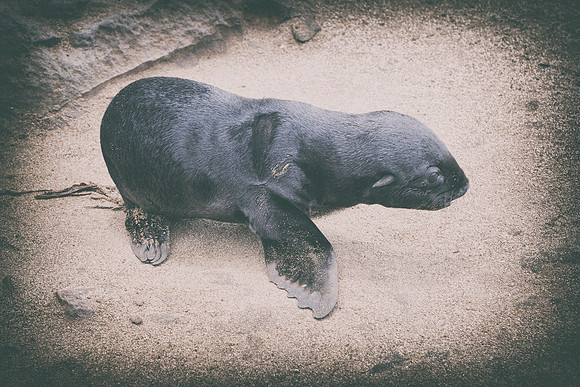 Bertazzoni, "Cape Cross", Namibia, Nikon, "Walvis Bay", "baby seal", beach, "black & white", boat, fish, fishing, fur, hunting, jumping, ocean, poaching, resting, rocks, sailing, sea, seal, seals, swi