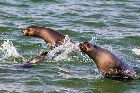 Bertazzoni, "Cape Cross", Namibia, Nikon, "Walvis Bay", "baby seal", beach, "black & white", boat, fish, fishing, fur, hunting, jumping, ocean, poaching, resting, rocks, sailing, sea, seal, seals, swi