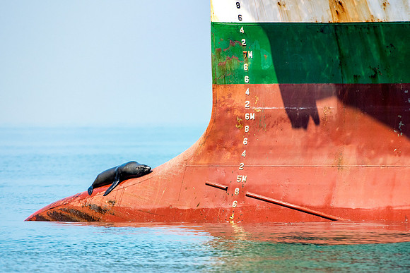 Bertazzoni, "Cape Cross", Namibia, Nikon, "Walvis Bay", "baby seal", beach, "black & white", boat, fish, fishing, fur, hunting, jumping, ocean, poaching, resting, rocks, sailing, sea, seal, seals, swi
