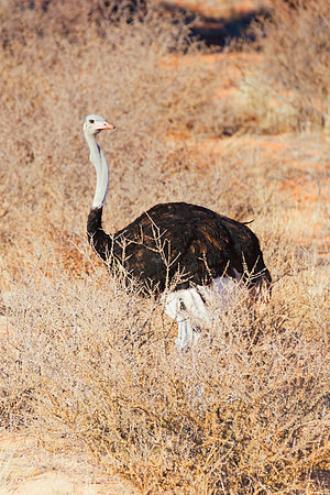 Africa, Botswana, Kenya, Namibia, Ostriches, Tanzania, egg, feathers, leather, "long legs", beak, claw, speed, ostrich, running, "running ostrich", Nikon, Bertazzoni