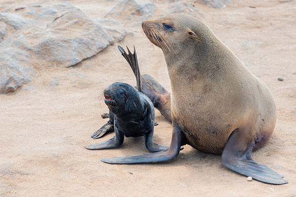 Bertazzoni, "Cape Cross", Namibia, Nikon, "Walvis Bay", "baby seal", beach, "black & white", boat, fish, fishing, fur, hunting, jumping, ocean, poaching, resting, rocks, sailing, sea, seal, seals, swi