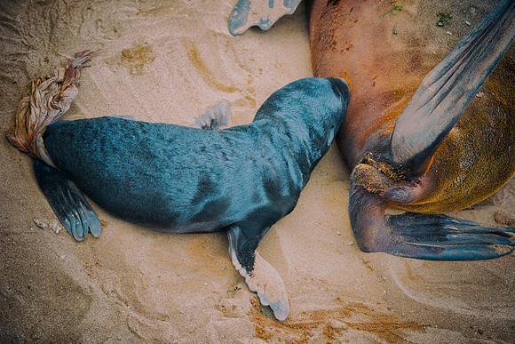 Bertazzoni, "Cape Cross", Namibia, Nikon, "Walvis Bay", "baby seal", beach, "black & white", boat, fish, fishing, fur, hunting, jumping, ocean, poaching, resting, rocks, sailing, sea, seal, seals, swi