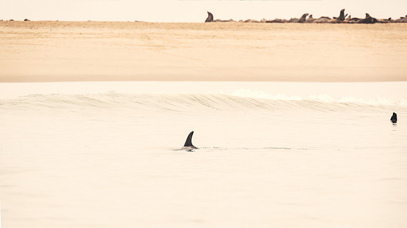 Dolphin's Fin