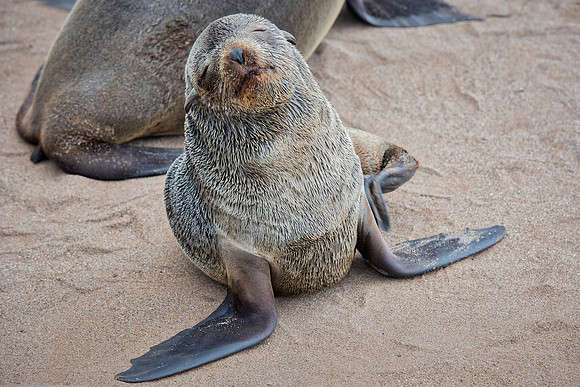 Baby Seal