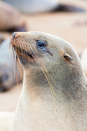 Bertazzoni, "Cape Cross", Namibia, Nikon, "Walvis Bay", "baby seal", beach, "black & white", boat, fish, fishing, fur, hunting, jumping, ocean, poaching, resting, rocks, sailing, sea, seal, seals, swi