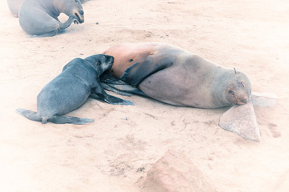 Bertazzoni, "Cape cross", Namibia, Nikon, "Walvis Bay", beach, "black & white", boat, fish, fishing, fur, hunting, jumping, ocean, poaching, resting, rocks, sailing, sea, seal, seals, swimming, vacati