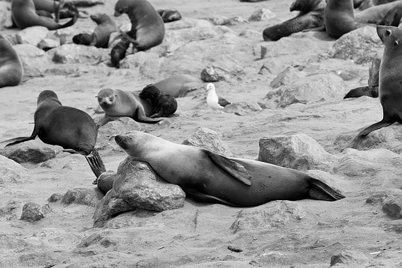 Bertazzoni, "Cape Cross", Namibia, Nikon, "Walvis Bay", "baby seal", beach, "black & white", boat, fish, fishing, fur, hunting, jumping, ocean, poaching, resting, rocks, sailing, sea, seal, seals, swi
