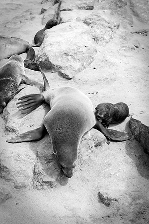 Bertazzoni, "Cape Cross", Namibia, Nikon, "Walvis Bay", "baby seal", beach, "black & white", boat, fish, fishing, fur, hunting, jumping, ocean, poaching, resting, rocks, sailing, sea, seal, seals, swi