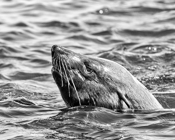 Bertazzoni, "Cape Cross", Namibia, Nikon, "Walvis Bay", "baby seal", beach, "black & white", boat, fish, fishing, fur, hunting, jumping, ocean, poaching, resting, rocks, sailing, sea, seal, seals, swi