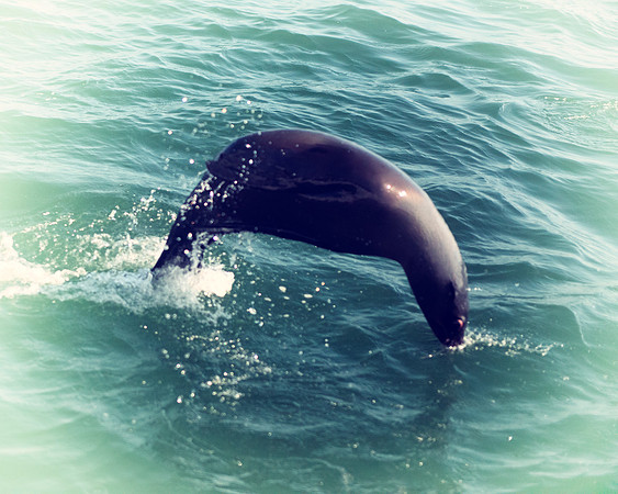 seal, seals, swimming, resting, fishing, fish, water, ocean, sea, Namibia, "Walvis Bay", Nikon, Bertazzoni, boat, vacation, sailing, waves, jumping, fur, hunting, poaching, "Cape cross", beach, rocks,