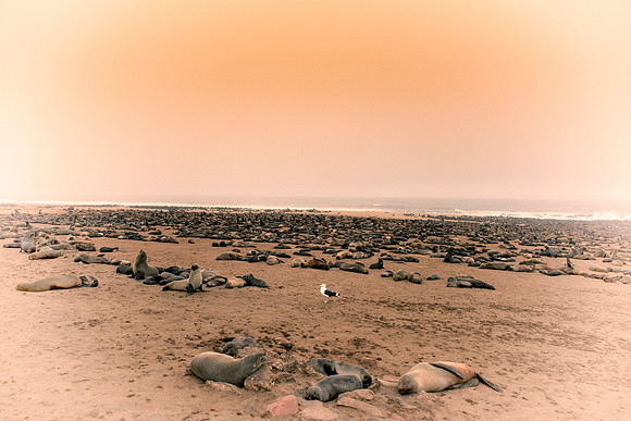 Bertazzoni, "Cape Cross", Namibia, Nikon, "Walvis Bay", beach, "black & white", boat, fish, fishing, fur, hunting, jumping, ocean, poaching, resting, rocks, sailing, sea, seal, seals, swimming, vacati