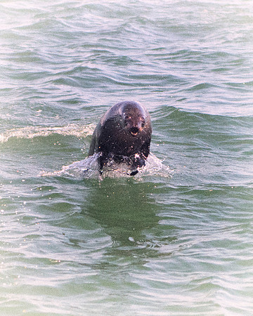seal, seals, swimming, resting, fishing, fish, water, ocean, sea, Namibia, "Walvis Bay", Nikon, Bertazzoni, boat, vacation, sailing, waves, jumping, fur, hunting, poaching, "Cape cross", beach, rocks,
