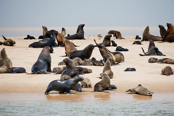 Bertazzoni, "Cape Cross", Namibia, Nikon, "Walvis Bay", "baby seal", beach, "black & white", boat, fish, fishing, fur, hunting, jumping, ocean, poaching, resting, rocks, sailing, sea, seal, seals, swi