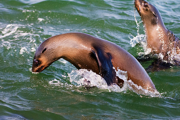 Bertazzoni, "Cape Cross", Namibia, Nikon, "Walvis Bay", "baby seal", beach, "black & white", boat, fish, fishing, fur, hunting, jumping, ocean, poaching, resting, rocks, sailing, sea, seal, seals, swi