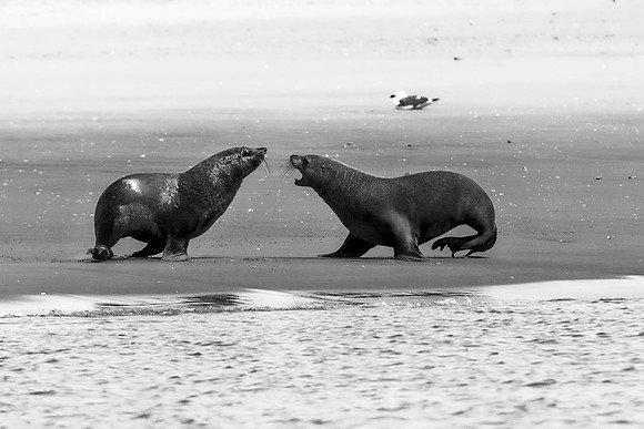 Bertazzoni, "Cape Cross", Namibia, Nikon, "Walvis Bay", "baby seal", beach, "black & white", boat, fish, fishing, fur, hunting, jumping, ocean, poaching, resting, rocks, sailing, sea, seal, seals, swi