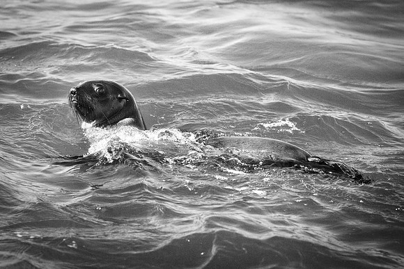 Bertazzoni, "Cape Cross", Namibia, Nikon, "Walvis Bay", "baby seal", beach, "black & white", boat, fish, fishing, fur, hunting, jumping, ocean, poaching, resting, rocks, sailing, sea, seal, seals, swi
