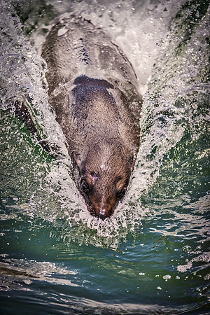 Bertazzoni, "Cape Cross", Namibia, Nikon, "Walvis Bay", "baby seal", beach, "black & white", boat, fish, fishing, fur, hunting, jumping, ocean, poaching, resting, rocks, sailing, sea, seal, seals, swi