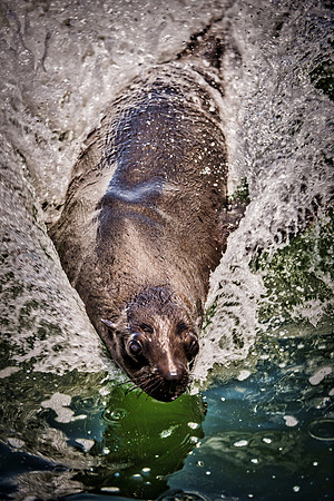 Bertazzoni, "Cape Cross", Namibia, Nikon, "Walvis Bay", "baby seal", beach, "black & white", boat, fish, fishing, fur, hunting, jumping, ocean, poaching, resting, rocks, sailing, sea, seal, seals, swi
