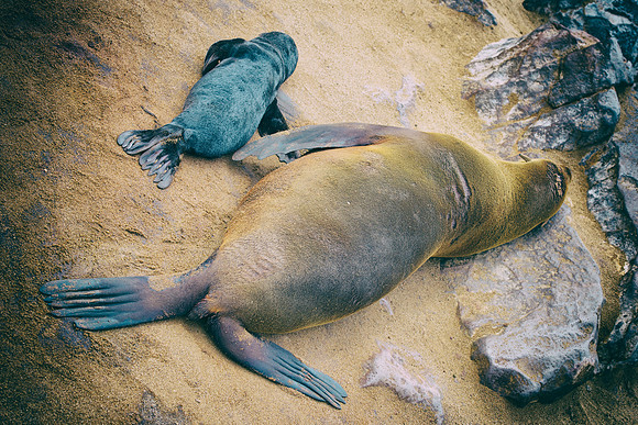 Bertazzoni, "Cape Cross", Namibia, Nikon, "Walvis Bay", "baby seal", beach, "black & white", boat, fish, fishing, fur, hunting, jumping, ocean, poaching, resting, rocks, sailing, sea, seal, seals, swi