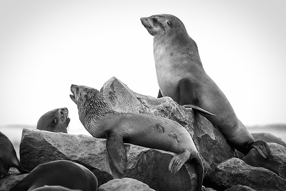 Bertazzoni, "Cape Cross", Namibia, Nikon, "Walvis Bay", "baby seal", beach, "black & white", boat, fish, fishing, fur, hunting, jumping, ocean, poaching, resting, rocks, sailing, sea, seal, seals, swi
