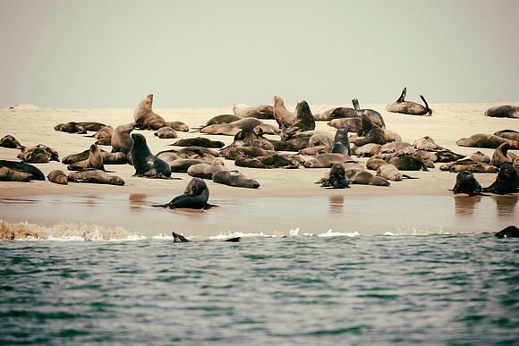Bertazzoni, "Cape Cross", Namibia, Nikon, "Walvis Bay", "baby seal", beach, "black & white", boat, fish, fishing, fur, hunting, jumping, ocean, poaching, resting, rocks, sailing, sea, seal, seals, swi