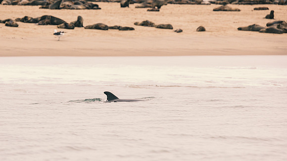 Dolphin's Fin