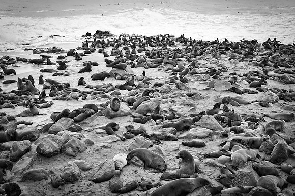 Bertazzoni, "Cape Cross", Namibia, Nikon, "Walvis Bay", beach, "black & white", boat, fish, fishing, fur, hunting, jumping, ocean, poaching, resting, rocks, sailing, sea, seal, seals, swimming, vacati