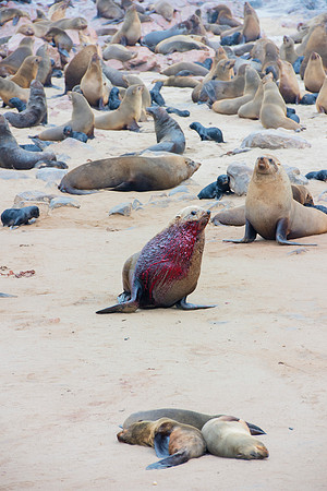 Bertazzoni, "Cape Cross", Namibia, Nikon, "Walvis Bay", "baby seal", beach, "black & white", boat, fish, fishing, fur, hunting, jumping, ocean, poaching, resting, rocks, sailing, sea, seal, seals, swi