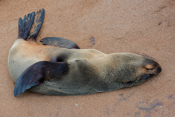 Bertazzoni, "Cape Cross", Namibia, Nikon, "Walvis Bay", "baby seal", beach, "black & white", boat, fish, fishing, fur, hunting, jumping, ocean, poaching, resting, rocks, sailing, sea, seal, seals, swi