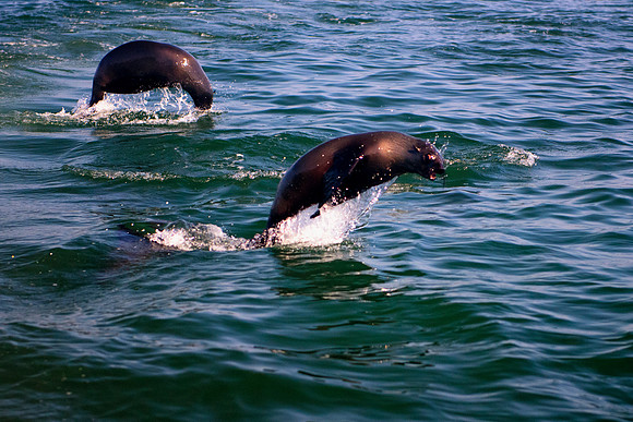 seal, seals, swimming, resting, fishing, fish, water, ocean, sea, Namibia, "Walvis Bay", Nikon, Bertazzoni, boat, vacation, sailing, waves, jumping, fur, hunting, poaching, "Cape cross", beach, rocks,