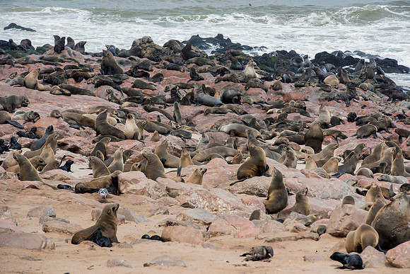 Bertazzoni, "Cape Cross", Namibia, Nikon, "Walvis Bay", "baby seal", beach, "black & white", boat, fish, fishing, fur, hunting, jumping, ocean, poaching, resting, rocks, sailing, sea, seal, seals, swi