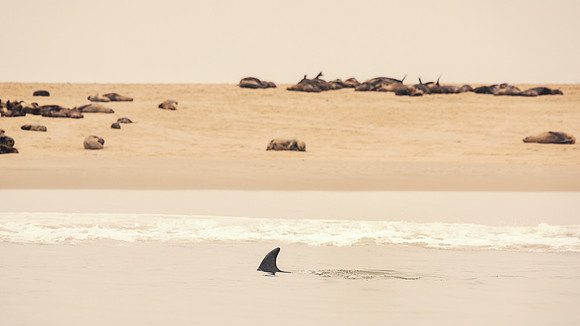 Dolphin's Fin