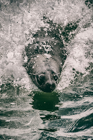 Bertazzoni, "Cape Cross", Namibia, Nikon, "Walvis Bay", "baby seal", beach, "black & white", boat, fish, fishing, fur, hunting, jumping, ocean, poaching, resting, rocks, sailing, sea, seal, seals, swi