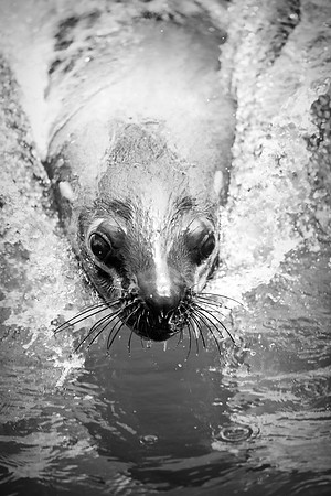 Bertazzoni, "Cape Cross", Namibia, Nikon, "Walvis Bay", "baby seal", beach, "black & white", boat, fish, fishing, fur, hunting, jumping, ocean, poaching, resting, rocks, sailing, sea, seal, seals, swi