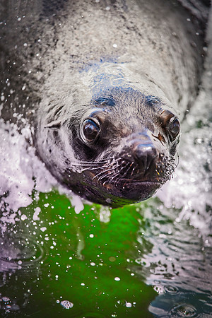 Bertazzoni, "Cape Cross", Namibia, Nikon, "Walvis Bay", "baby seal", beach, "black & white", boat, fish, fishing, fur, hunting, jumping, ocean, poaching, resting, rocks, sailing, sea, seal, seals, swi