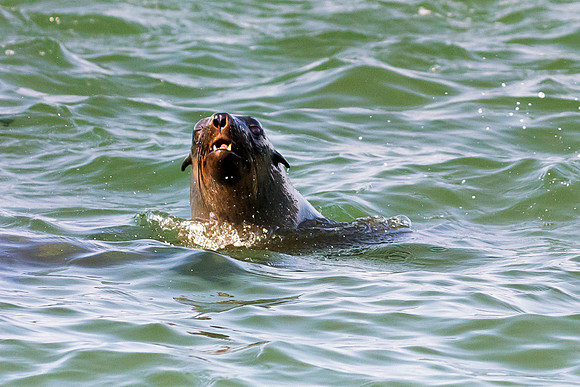 Bertazzoni, "Cape Cross", Namibia, Nikon, "Walvis Bay", "baby seal", beach, "black & white", boat, fish, fishing, fur, hunting, jumping, ocean, poaching, resting, rocks, sailing, sea, seal, seals, swi