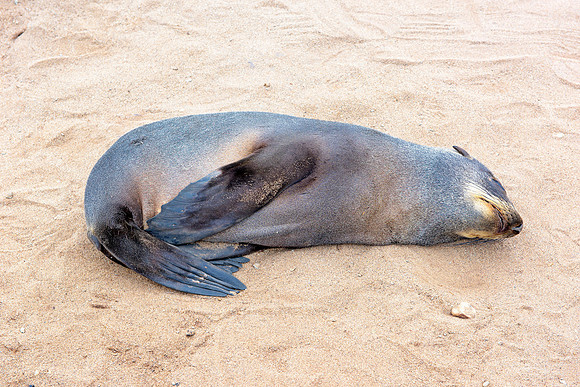 Bertazzoni, "Cape Cross", Namibia, Nikon, "Walvis Bay", beach, "black & white", boat, fish, fishing, fur, hunting, jumping, ocean, poaching, resting, rocks, sailing, sea, seal, seals, swimming, vacati