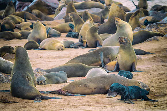 Bertazzoni, "Cape Cross", Namibia, Nikon, "Walvis Bay", "baby seal", beach, "black & white", boat, fish, fishing, fur, hunting, jumping, ocean, poaching, resting, rocks, sailing, sea, seal, seals, swi