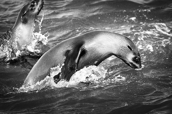 Bertazzoni, "Cape Cross", Namibia, Nikon, "Walvis Bay", "baby seal", beach, "black & white", boat, fish, fishing, fur, hunting, jumping, ocean, poaching, resting, rocks, sailing, sea, seal, seals, swi