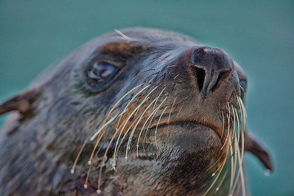 Bertazzoni, "Cape Cross", Namibia, Nikon, "Walvis Bay", "baby seal", beach, "black & white", boat, fish, fishing, fur, hunting, jumping, ocean, poaching, resting, rocks, sailing, sea, seal, seals, swi