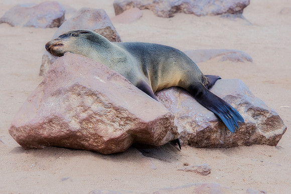 Bertazzoni, "Cape Cross", Namibia, Nikon, "Walvis Bay", "baby seal", beach, "black & white", boat, fish, fishing, fur, hunting, jumping, ocean, poaching, resting, rocks, sailing, sea, seal, seals, swi